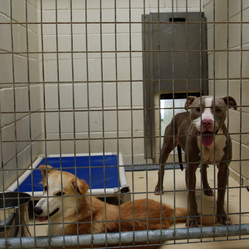 Adoptable Pets Athens Animal Rescue Shelter Providing shelter, food